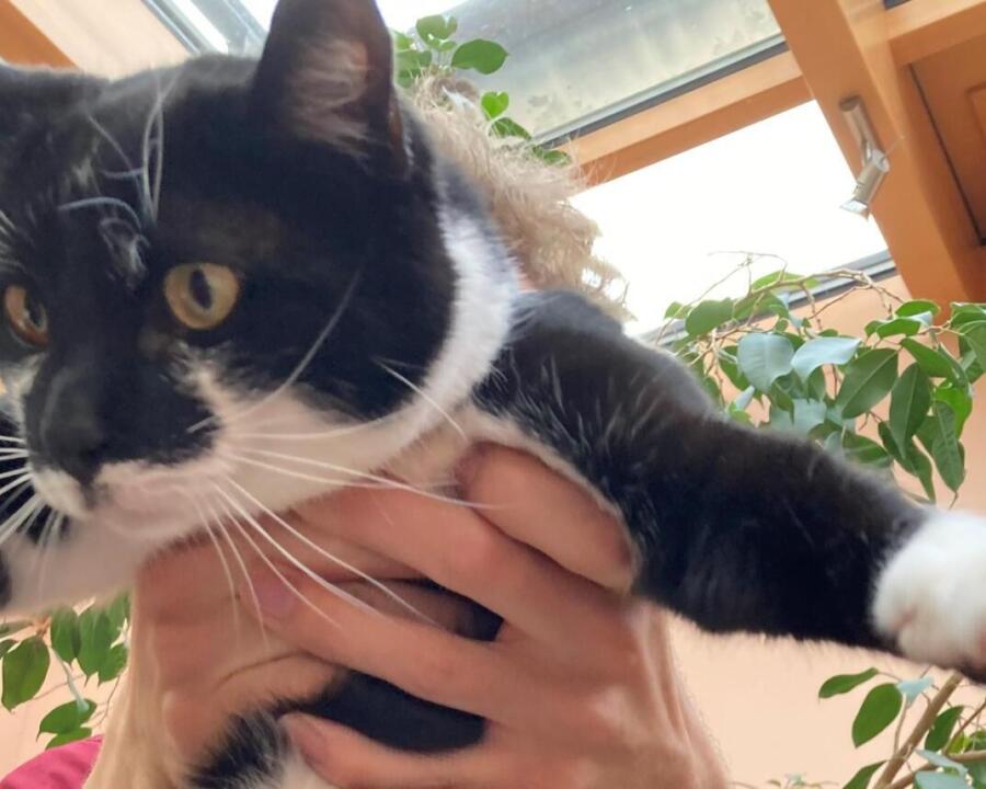 Miau